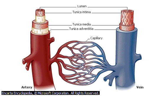 Blood Vessels