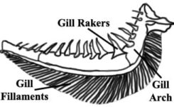 Diagram of fish gill